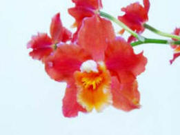The Cambria Orchid - Orange fllowers